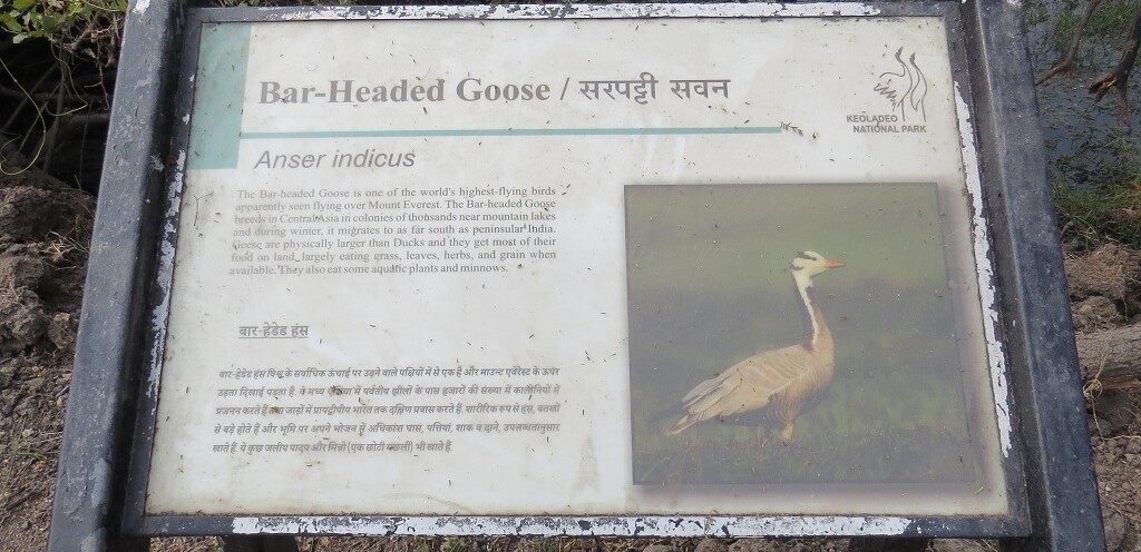 About - Bar-Headed Goose (Keoladeo National Park, Rajasthan, India)