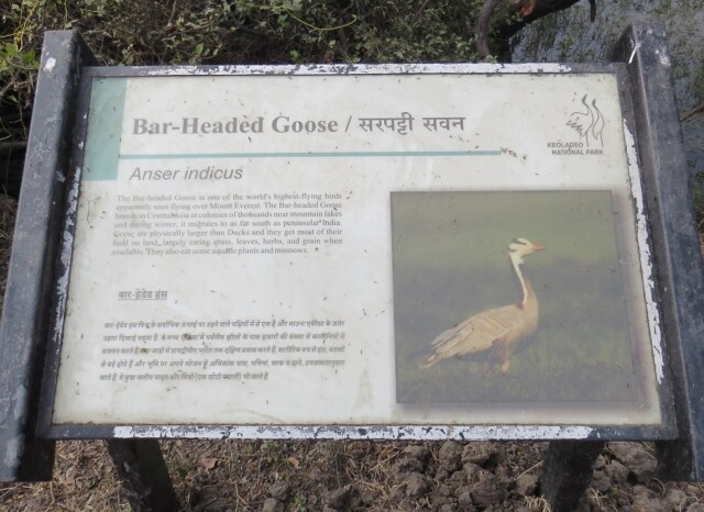 About - Bar-Headed Goose (Keoladeo National Park, Rajasthan, India)