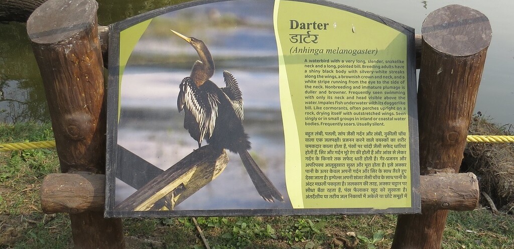 About - Darter - A Waterbird (Keoladeo National Park, Rajasthan, India)