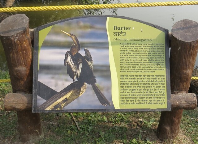 About - Darter - A Waterbird (Keoladeo National Park, Rajasthan, India)