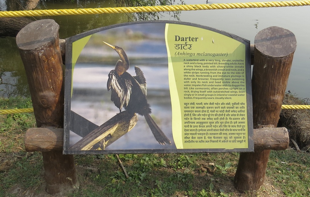 About - Darter - A Waterbird (Keoladeo National Park, Rajasthan, India)