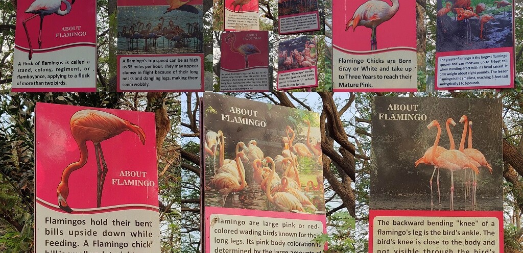 About - Flamingo - Large Pink or Red Colored Wading Birds