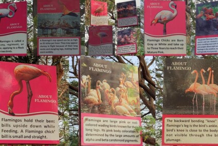 About - Flamingo - Large Pink or Red Colored Wading Birds