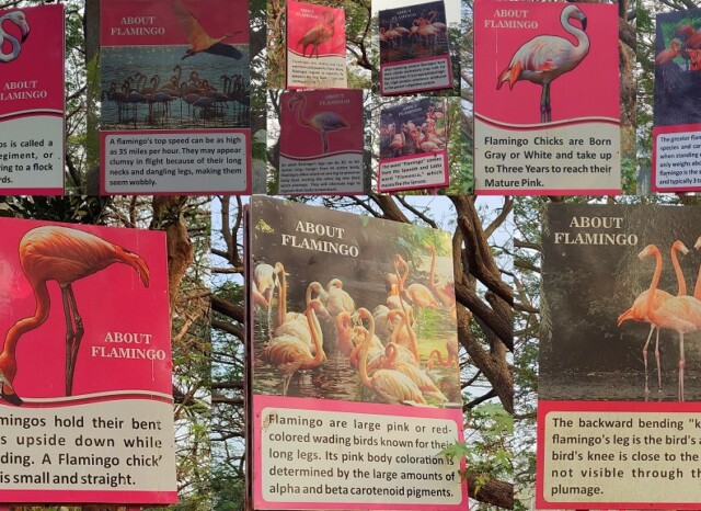 About - Flamingo - Large Pink or Red Colored Wading Birds