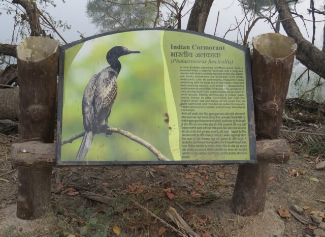 About - Indian Cormorant or Indian Shag (Keoladeo National Park, Rajasthan, India)