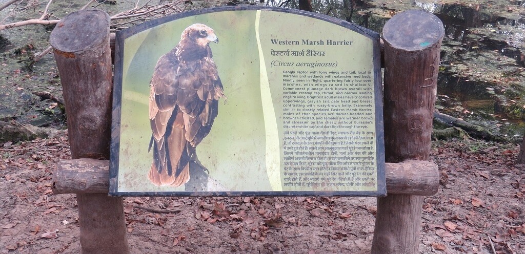 About - Western Marsh Harrier - A Bird of Prey (Keoladeo National Park, Rajasthan, India)