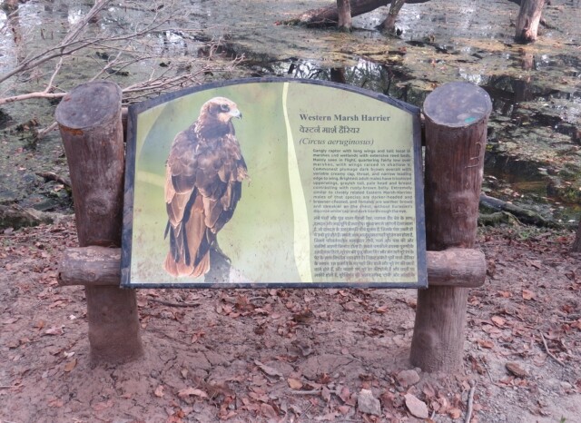 About - Western Marsh Harrier - A Bird of Prey (Keoladeo National Park, Rajasthan, India)