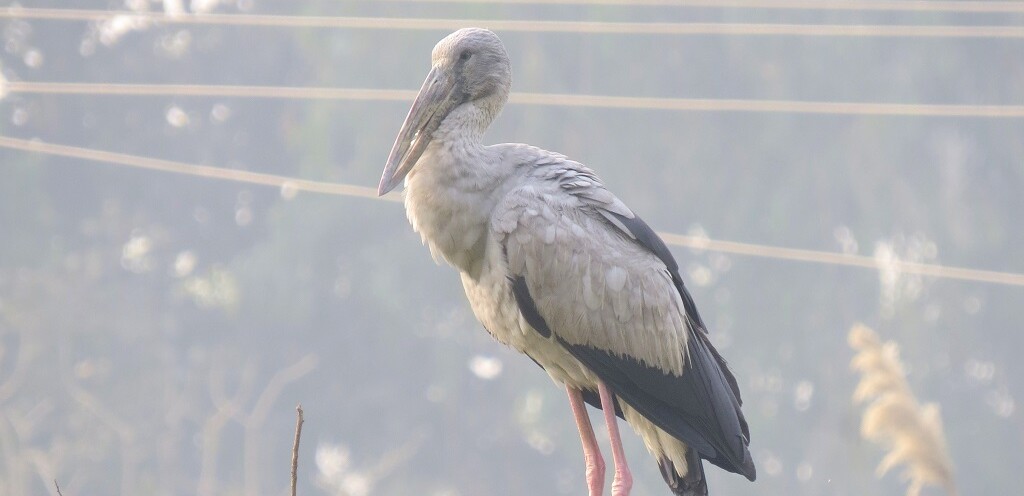 Asian Openbill - A Large Wading Bird (Keoladeo National Park, Rajasthan, India)