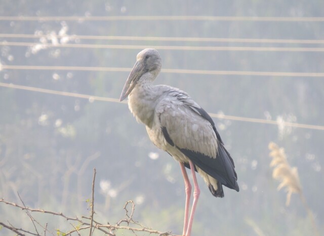 Asian Openbill - A Large Wading Bird (Keoladeo National Park, Rajasthan, India)