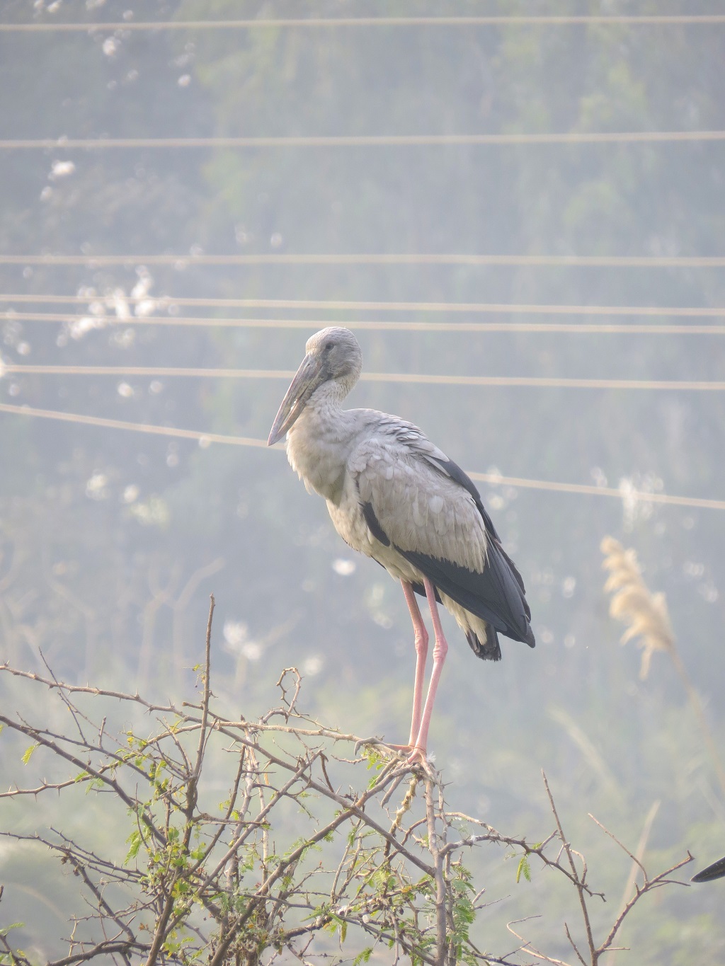 Asian Openbill - A Large Wading Bird (Keoladeo National Park, Rajasthan, India)