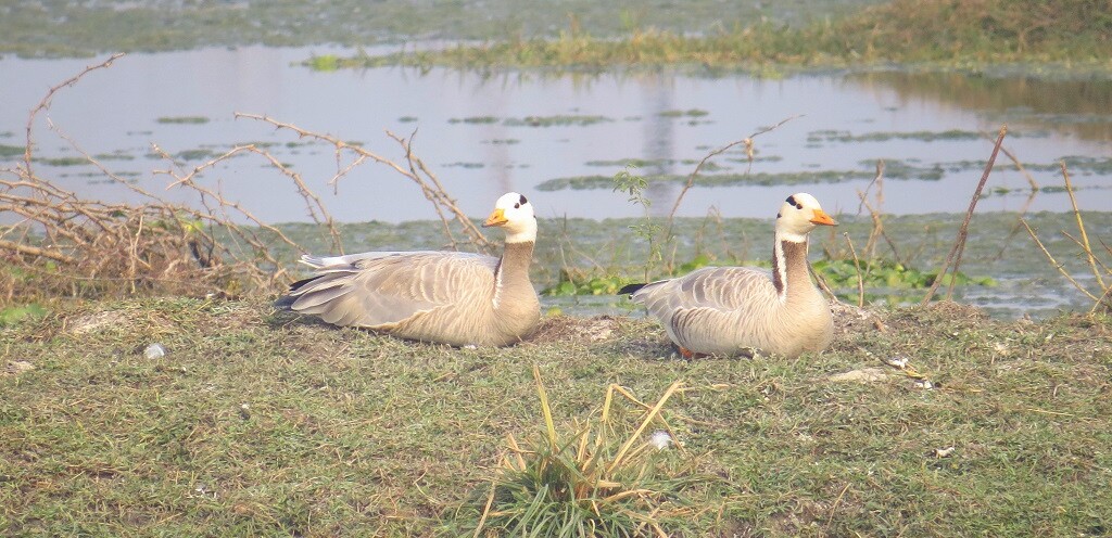 Bar-headed Goose (Keoladeo National Park, Rajasthan, India)