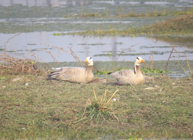 Bar-headed Goose (Keoladeo National Park, Rajasthan, India)