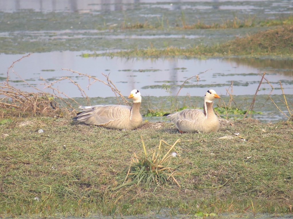 Bar-headed Goose (Keoladeo National Park, Rajasthan, India)