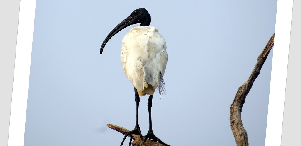 Black-headed ibis (Keoladeo National Park, Rajasthan, India)