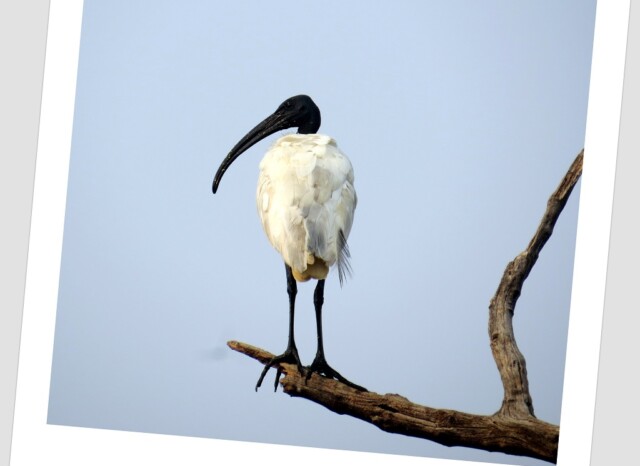 Black-headed ibis (Keoladeo National Park, Rajasthan, India)