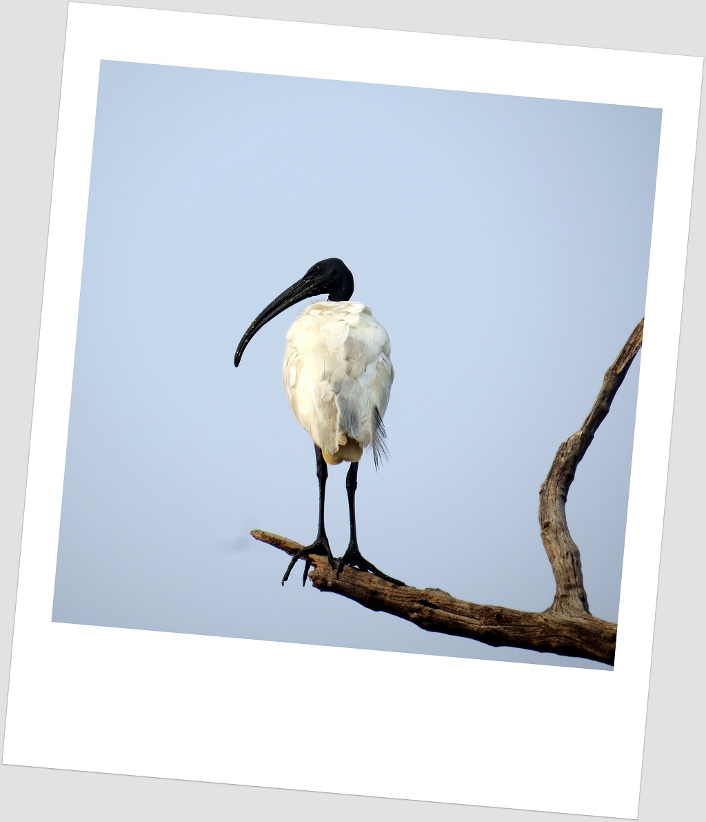 Black-headed ibis (Keoladeo National Park, Rajasthan, India)