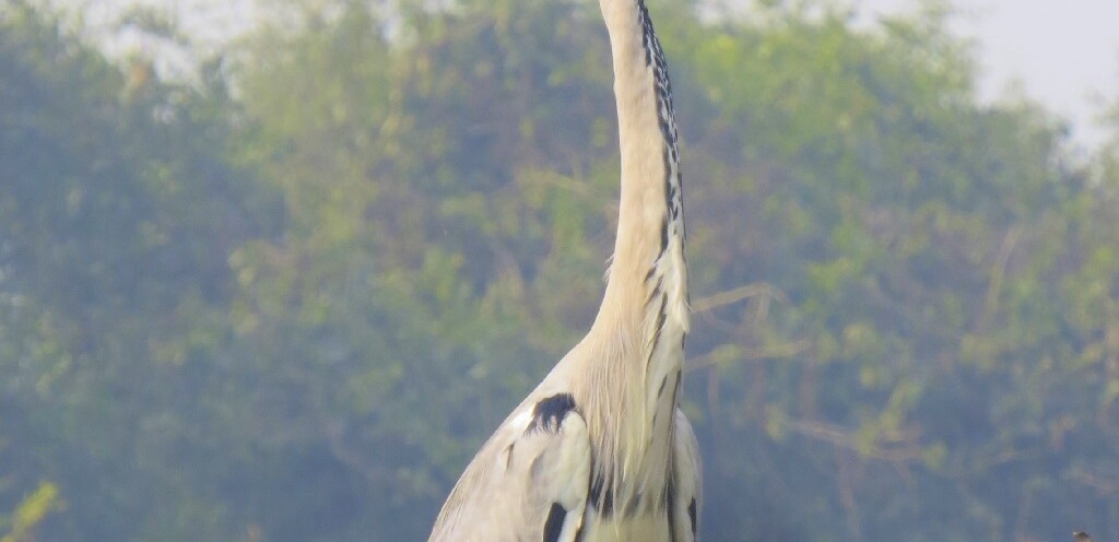 Grey Heron - A Long-legged Wading Bird (Keoladeo National Park, Rajasthan, India)