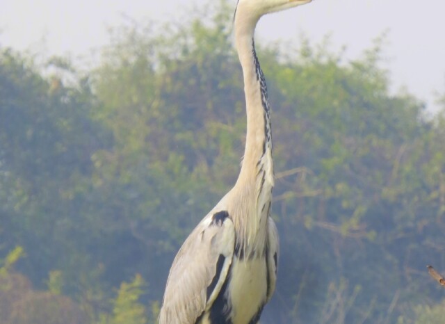 Grey Heron - A Long-legged Wading Bird (Keoladeo National Park, Rajasthan, India)