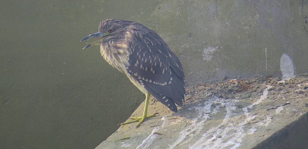 Night Heron - Keoladeo National Park, Rajasthan (India)