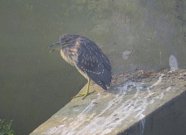 Night Heron - Keoladeo National Park, Rajasthan (India)
