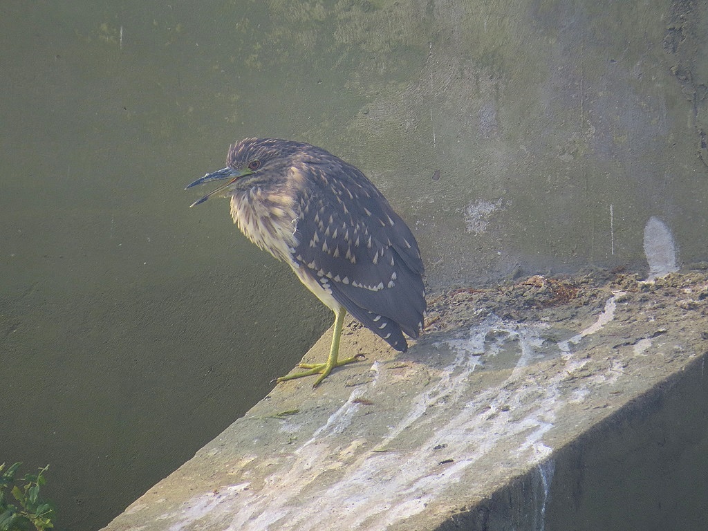 Night Heron - Keoladeo National Park, Rajasthan (India)