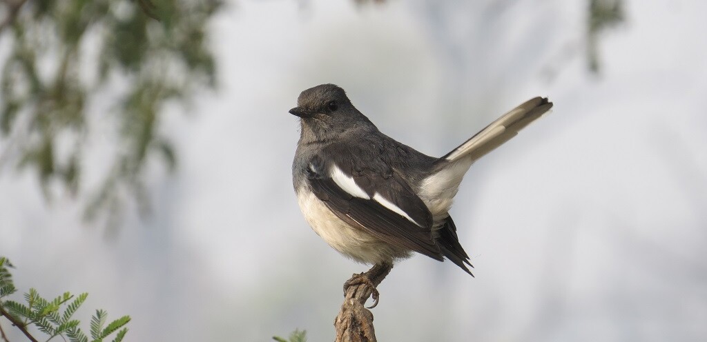 Oriental magpie-robin - Female (Keoladeo National Park, Rajasthan, India)