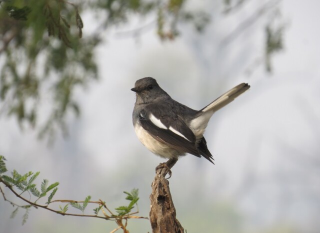 Oriental magpie-robin - Female (Keoladeo National Park, Rajasthan, India)
