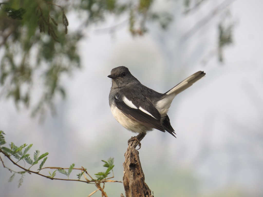 Oriental magpie-robin - Female (Keoladeo National Park, Rajasthan, India)