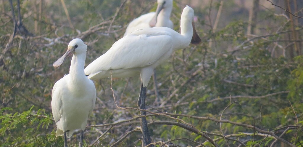 Spoonbill - Large, Long-legged Wading Birds (Keoladeo National Park, Rajasthan, India)