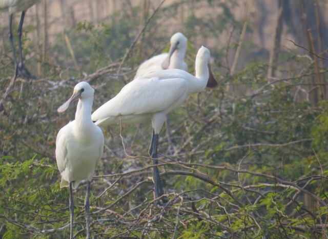 Spoonbill - Large, Long-legged Wading Birds (Keoladeo National Park, Rajasthan, India)