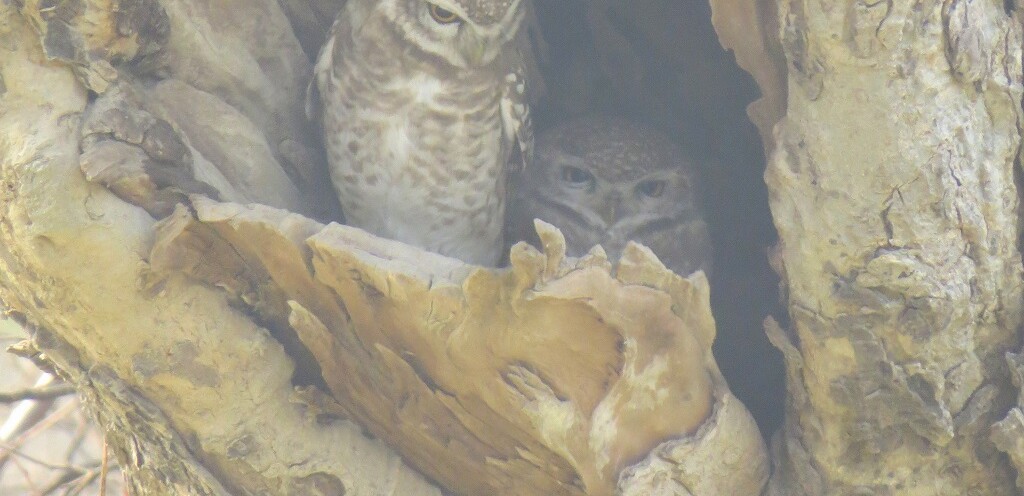 Spotted Owlet Pair (Keoladeo National Park. Rajasthan, India)