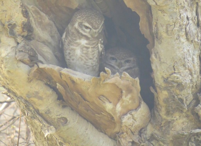 Spotted Owlet Pair (Keoladeo National Park. Rajasthan, India)