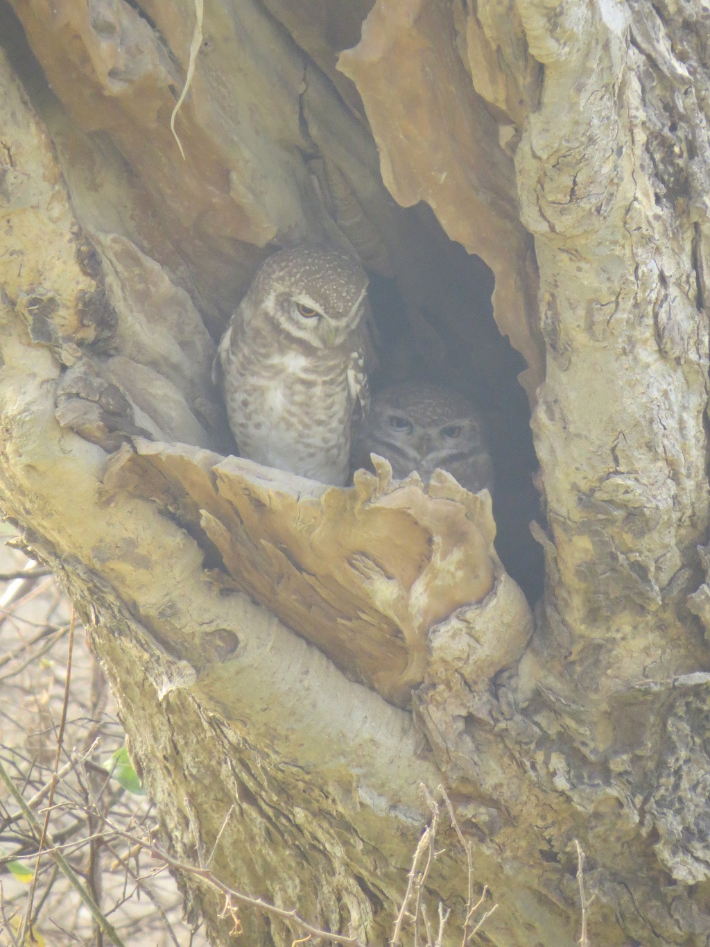 Spotted Owlet Pair (Keoladeo National Park. Rajasthan, India)