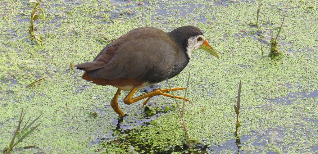White-breasted waterhen (Keoladeo National Park, Rajasthan, India)