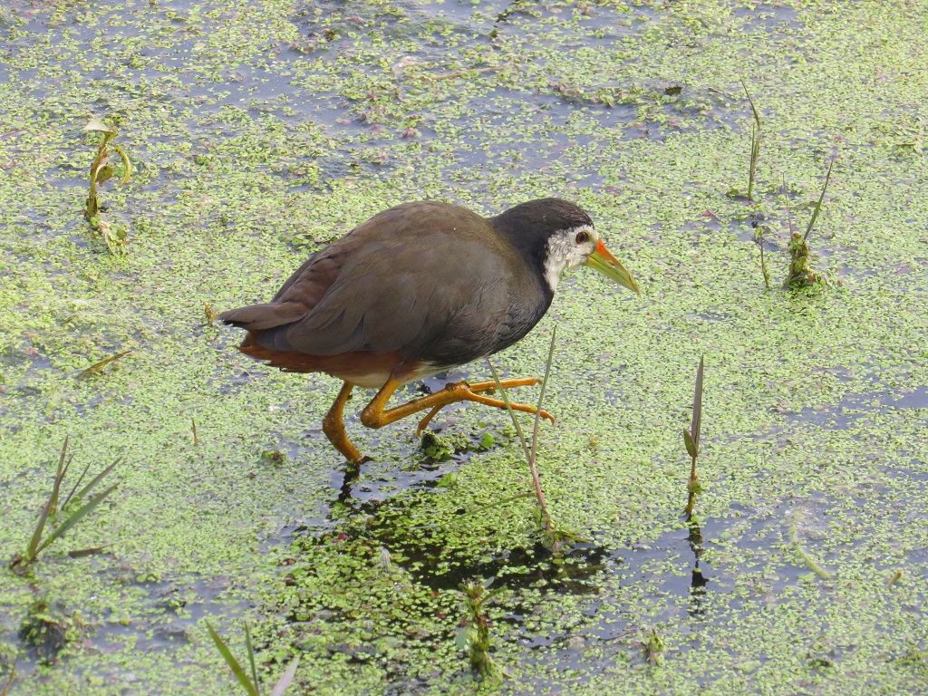 White-breasted waterhen (Keoladeo National Park, Rajasthan, India)