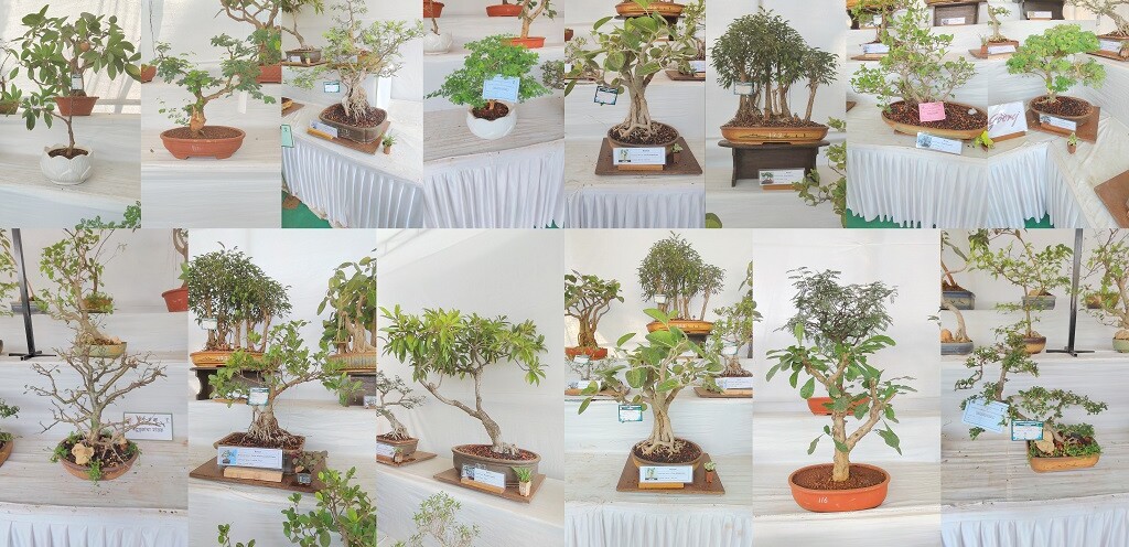 An Attractive Display of Bonsai Plants at the 28th Mumbai Flower Show, Jijamata Udyan-Byculla Zoo in Mumbai (Maharashtra, India)