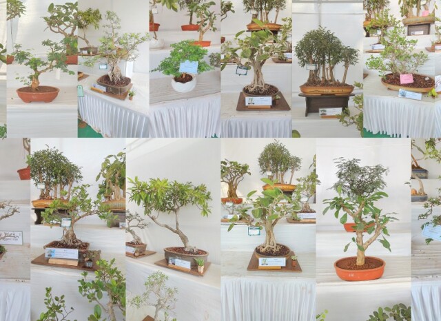 An Attractive Display of Bonsai Plants at the 28th Mumbai Flower Show, Jijamata Udyan-Byculla Zoo in Mumbai (Maharashtra, India)