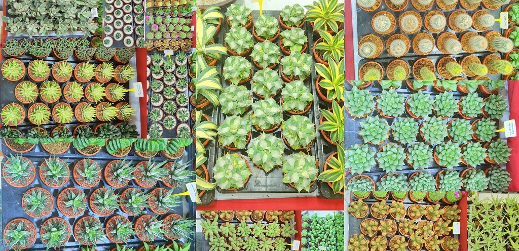 Assorted Succulent Plants by Tropica Nursery LLP (62nd Annual Vegetable, Fruit & Flower Show 2025, Mumbai, India)