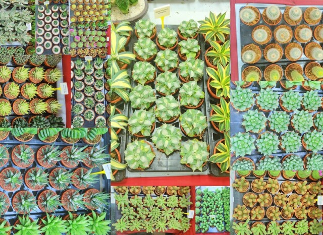 Assorted Succulent Plants by Tropica Nursery LLP (62nd Annual Vegetable, Fruit & Flower Show 2025, Mumbai, India)