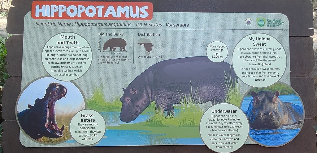 Few Facts About Hippopotamus (Byculla Zoo, Mumbai, India)