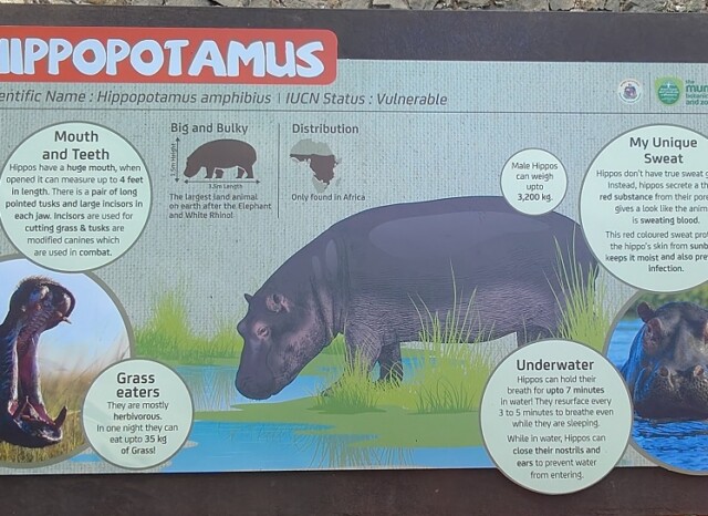 Few Facts About Hippopotamus (Byculla Zoo, Mumbai, India)