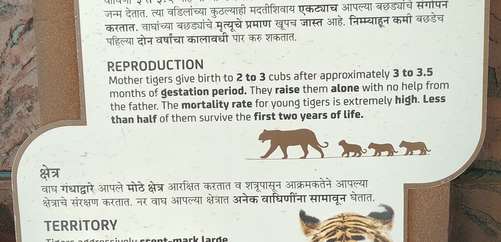 Life of Tigers - Reproduction & Territory (Byculla Zoo, Mumbai, India)