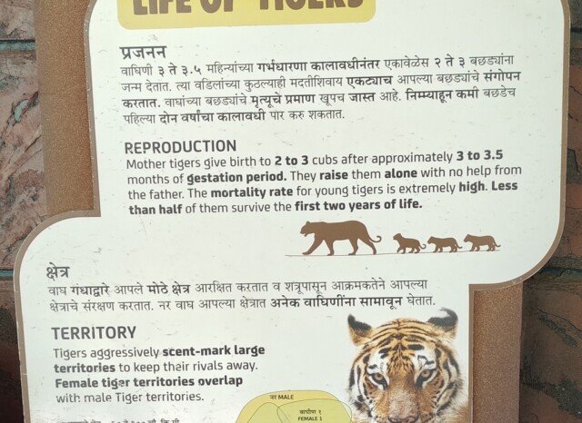 Life of Tigers - Reproduction & Territory (Byculla Zoo, Mumbai, India)