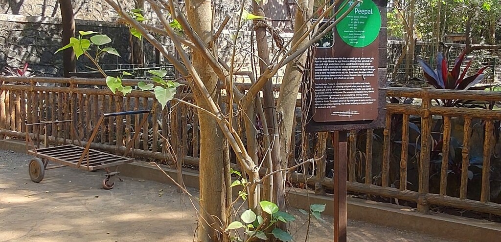 Peepal Tree at Byculla Zoo in Mumbai (Maharashtra, India)
