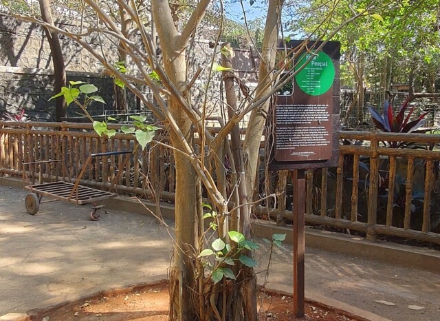 Peepal Tree at Byculla Zoo in Mumbai (Maharashtra, India)