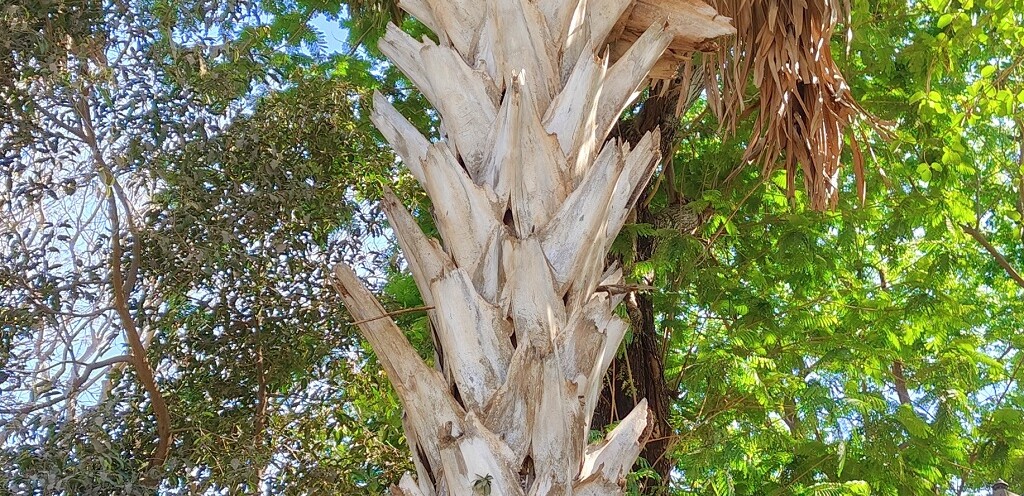 Talipot Palm at Byculla Zoo in Mumbai (Maharashtra, India)