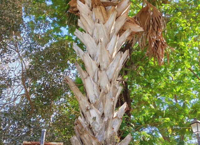 Talipot Palm at Byculla Zoo in Mumbai (Maharashtra, India)