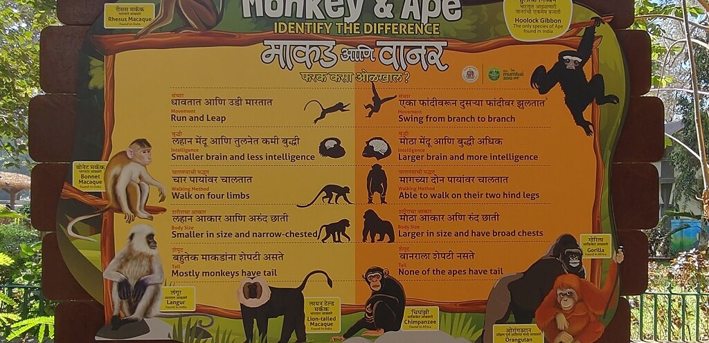 The Difference - Monkey & Ape (Byculla Zoo, Mumbai, India)