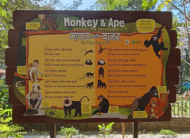 The Difference - Monkey & Ape (Byculla Zoo, Mumbai, India)