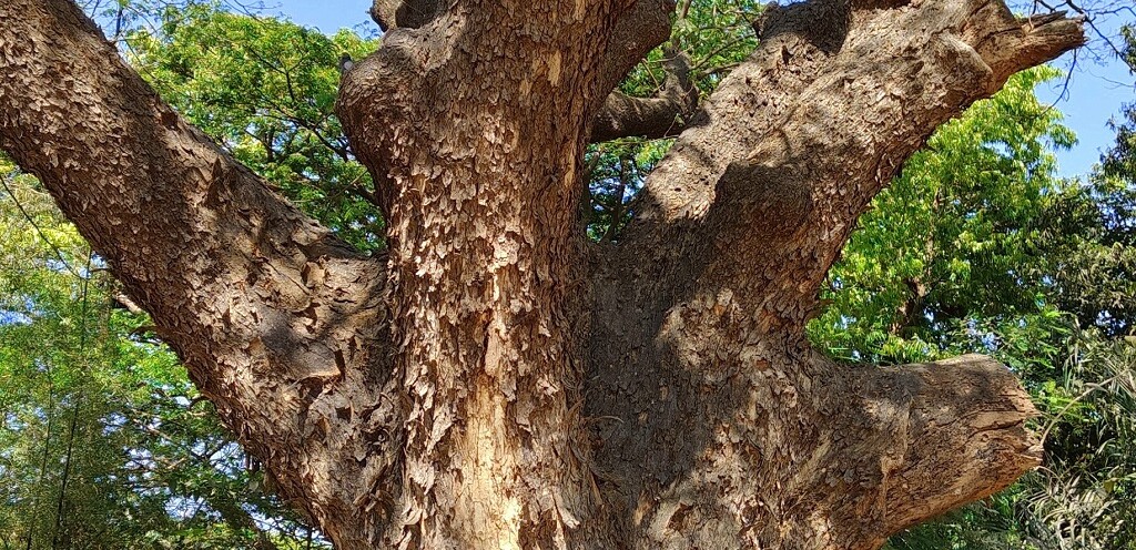 The Rain Tree at Byculla Zoo (Mumbai) - Known for Huge Umbrella-Shaped Canopy